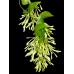 Cestrum nocturnum